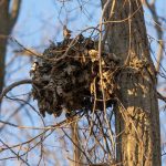 Zahadne hniezda v korunach stromov Kto ich stavia
