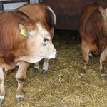 Na popradskom druzstve napadol byk cloveka Liecit sa bude niekolko tyzdnov