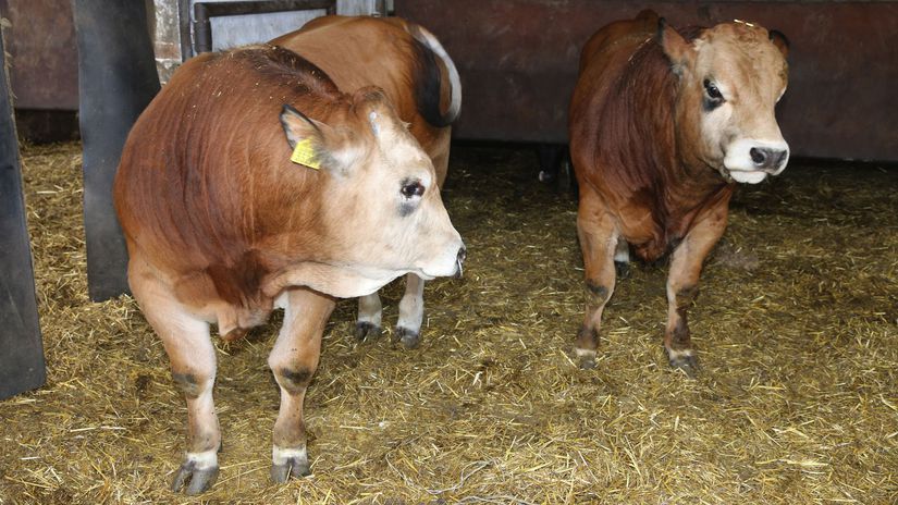 Na popradskom druzstve napadol byk cloveka Liecit sa bude niekolko tyzdnov