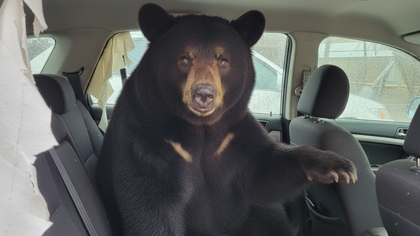 Odomknute dvere a medved v aute Selma sposobila turistom poistne peklo