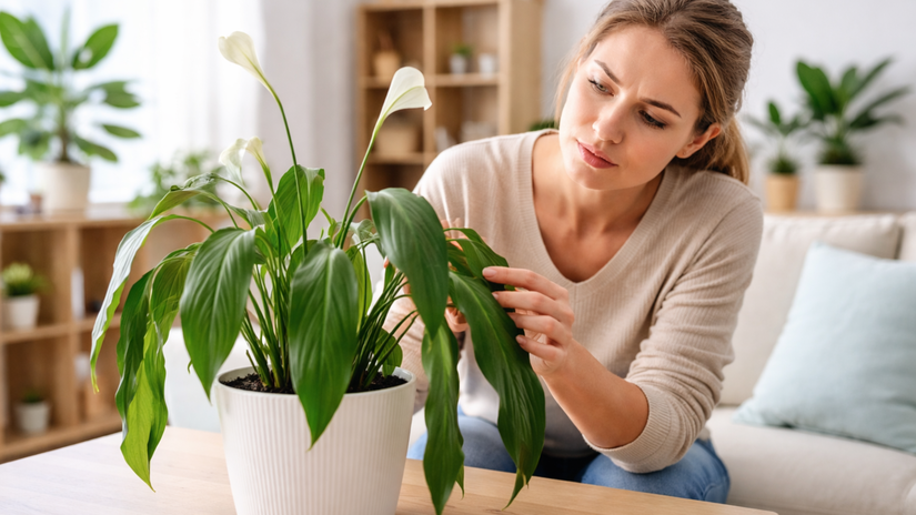 Ovisaju jej listy hoci ma dostatok vody Pri tejto nenarocnej izbovke rozhoduje jeden detail