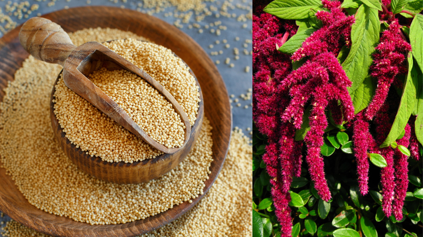 Podpora travenia kosti a svalov tato potravina je mimoriadne vhodna pre seniorov aj pri stravovacich obmedzeniach