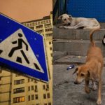 Rusi celi na dobyto muzem novemu nepriatelovi armade psov Ako chcu v Moskve proti nim zasiahnu