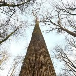 Vysadili ho za vlady krala Slnko Prastary 46 metrov dub vyrubali