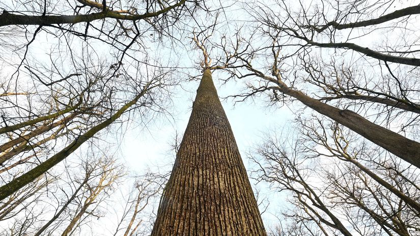 Vysadili ho za vlady krala Slnko Prastary 46 metrov dub vyrubali