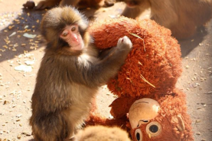 Matka ho zavrhla on si nasiel novu plyovu pribeh mladatya makaka dojima internet