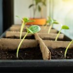 Preco parapet nad radiatorom nici sadenice chyba ktora ich taha nahor