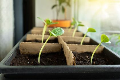 Preco parapet nad radiatorom nici sadenice chyba ktora ich taha nahor