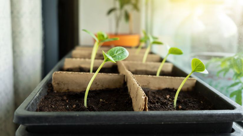 Preco parapet nad radiatorom nici sadenice chyba ktora ich taha nahor