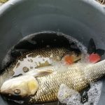 Tieto slovenske ryby nekonzumujte Obsahuju arzen ktory sposobuje rakovinu najma pluc a pecene Skodlive su aj pre srdce a cievy