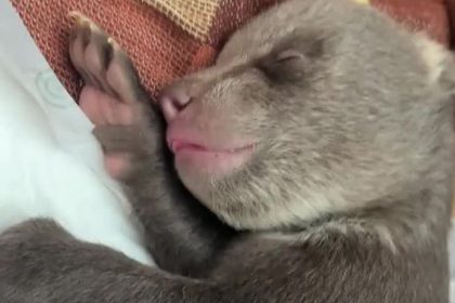 VIDEO Ako sa dari osirelym medviedatam Maju za sebou vyznamny den Pozrite si video