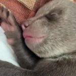 VIDEO Nove spravy z bojnickej zoo Pozrite sa ako sa maju medvediata