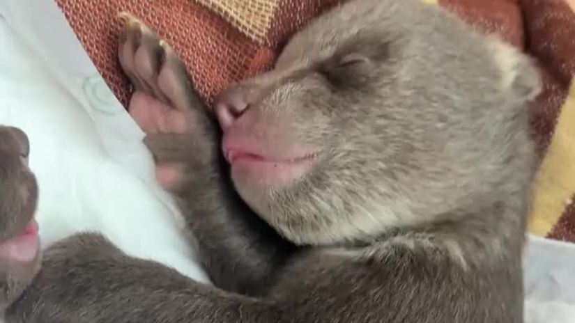 VIDEO Nove spravy z bojnickej zoo Pozrite sa ako sa maju medvediata