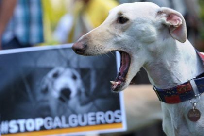 ked je tyranie psov kulturnym dedicstvom v spanielsku roczne zabijaju tisice chrtov