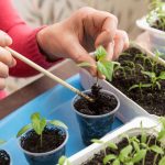 priesady z parapetu byvaju slabe a vytiahnute tychto 8 krokov vam pomoze ziskat silne rastliny