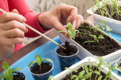priesady z parapetu byvaju slabe a vytiahnute tychto 8 krokov vam pomoze ziskat silne rastliny