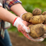 zabudnite na sadbu z pivnice zemiaky si mozete vypestovat aj zo semen