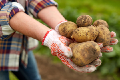 zabudnite na sadbu z pivnice zemiaky si mozete vypestovat aj zo semen