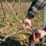 zimny rez vinica ovplyvnuje urodu kedy strihat a preco sa neoplat cakat do jari
