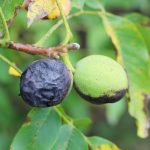 Kedy zacat s ochranou orechov proti vrtivke odbornici radia co urobit uz na jar a s cim pockat do letta