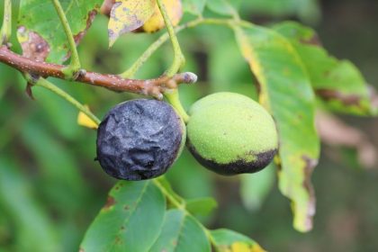 Kedy zacat s ochranou orechov proti vrtivke odbornici radia co urobit uz na jar a s cim pockat do letta