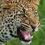 Meditacia v jaskyni sa skoncila tragicky Ceskeho mnich napadol leopard zraneniam podlahol