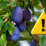 Piliarky napadaju slivky hned po odkvitnuti ak zmeskate jediny zasah mlade plody zacnu hromadne opadavat