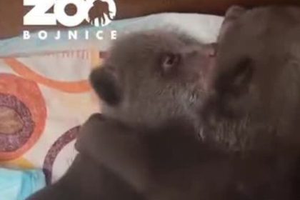 VIDEO Z tychto zaberov budete roztopeni Pozrite sa ako sa osirele medviedata ukladaju na spanok