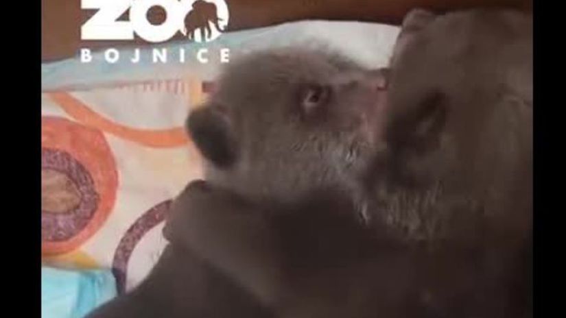 VIDEO Z tychto zaberov budete roztopeni Pozrite sa ako sa osirele medviedata ukladaju na spanok