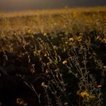 Zazrak v najhorucsejsom mieste Zeme Udolie smrti zaplavili tisice kvetov