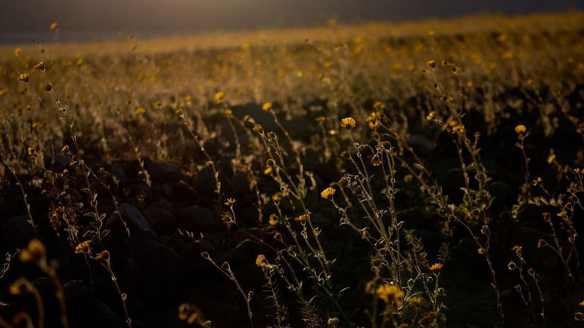 Zazrak v najhorucsejsom mieste Zeme Udolie smrti zaplavili tisice kvetov