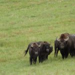 rarita slovenskej prirody scitanie zubrov v poloninach sa skoncilo