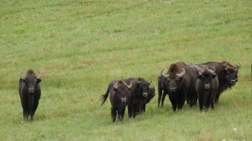 rarita slovenskej prirody scitanie zubrov v poloninach sa skoncilo