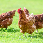 sliepky po zime slabo znasaju a stracaju kondiciu jarna starostlivost ovplyvni vajcia aj zdravie celeho krdla