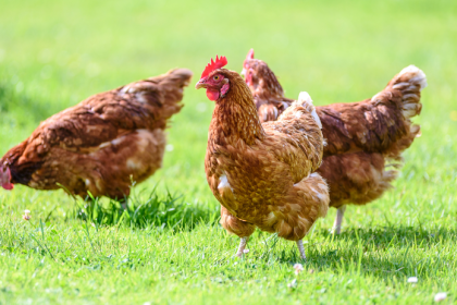 sliepky po zime slabo znasaju a stracaju kondiciu jarna starostlivost ovplyvni vajcia aj zdravie celeho krdla