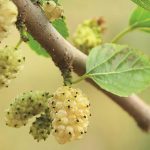 Moja hladina cukru v krvi je teraz na stabilnej urovni