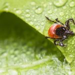 Preco sa klieste zameriavaju prave na vas vedci odhalili krvnu skupinu ktora ich najviac pritahuje mozno ju mate aj vy