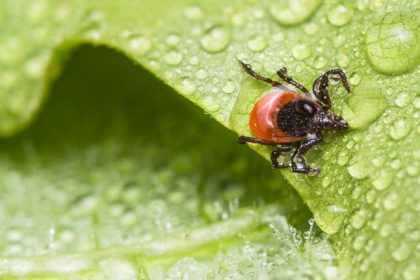 Preco sa klieste zameriavaju prave na vas vedci odhalili krvnu skupinu ktora ich najviac pritahuje mozno ju mate aj vy