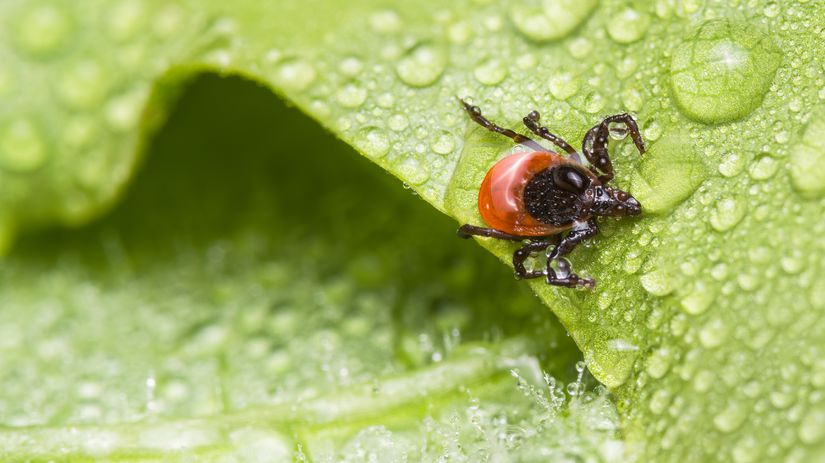 Preco sa klieste zameriavaju prave na vas vedci odhalili krvnu skupinu ktora ich najviac pritahuje mozno ju mate aj vy