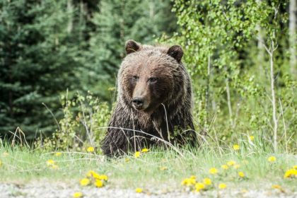 Sekundy hrozy na Urpine Medved napadol bezca ranenemu muzovi sa podarilo uniknut