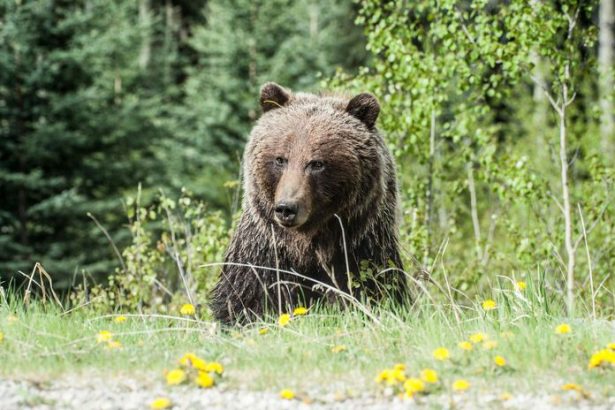 Sekundy hrozy na Urpine Medved napadol bezca ranenemu muzovi sa podarilo uniknut