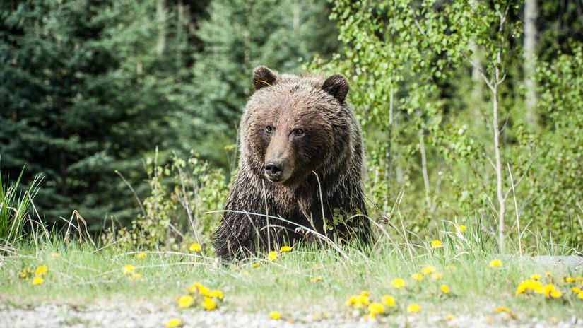 Sekundy hrozy na Urpine Medved napadol bezca ranenemu muzovi sa podarilo uniknut