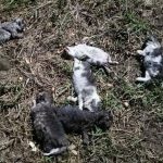 ohavny cin policia ziada o pomoc preveruje smrt deviatich maciatok