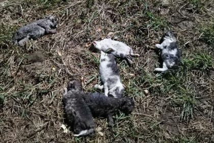 ohavny cin policia ziada o pomoc preveruje smrt deviatich maciatok