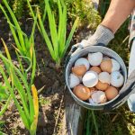 vajecne skrupliny v zahrade pomahaju alebo skodia pravda je inna nez si mysli vacsina