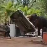 VIDEO Slon sa rozculil v amoku nicil auta a zabil cloveka