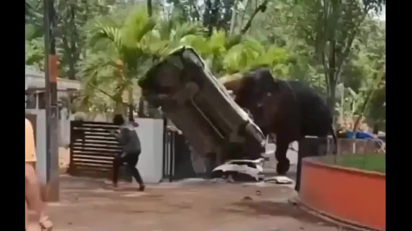 VIDEO Slon sa rozculil v amoku nicil auta a zabil cloveka