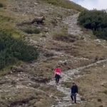 stuhla im krv v zilah tatransky medved si to svihol priamo pomedzi sokovanych turistov komentar k videu bavi internet