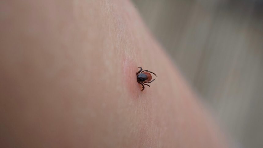 Nebezpecny moze byt aj bezny obed Uhryznutie kliestom moze sposobit smrtelnu alergiu na maso