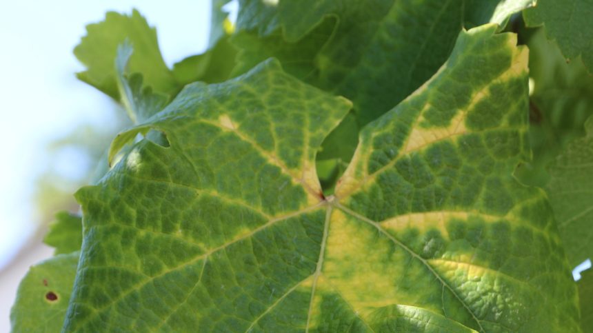 Slovenskym vinohradom hrozi ticha skaza Nebezpecna nakaza nepozna hranice do boja vstupuju aj obce Ekonomika Spravy